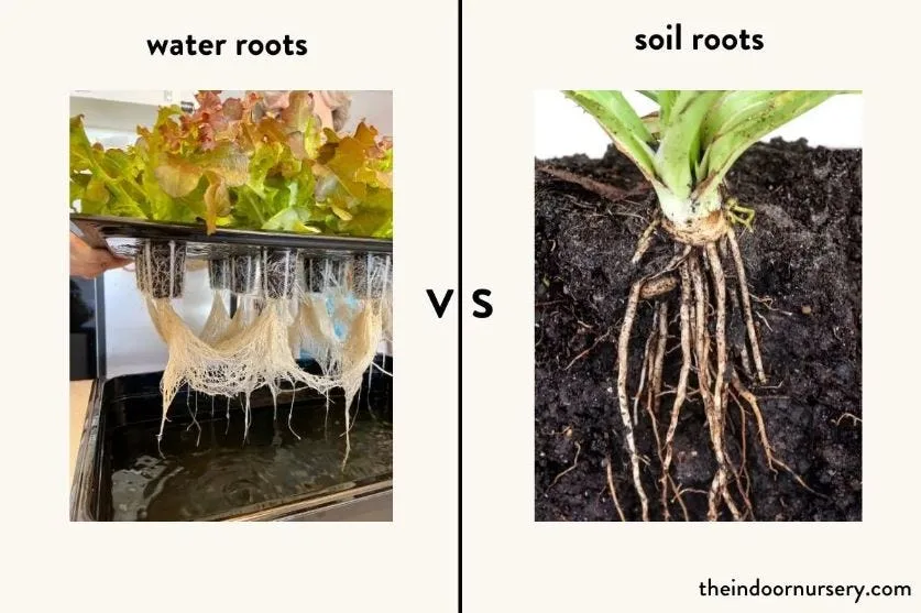 adventitious roots