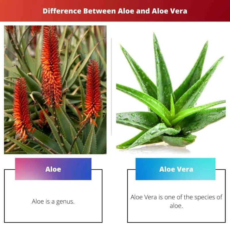 Aloe aristata