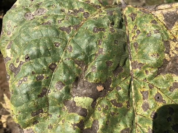Alternaria leaf spot