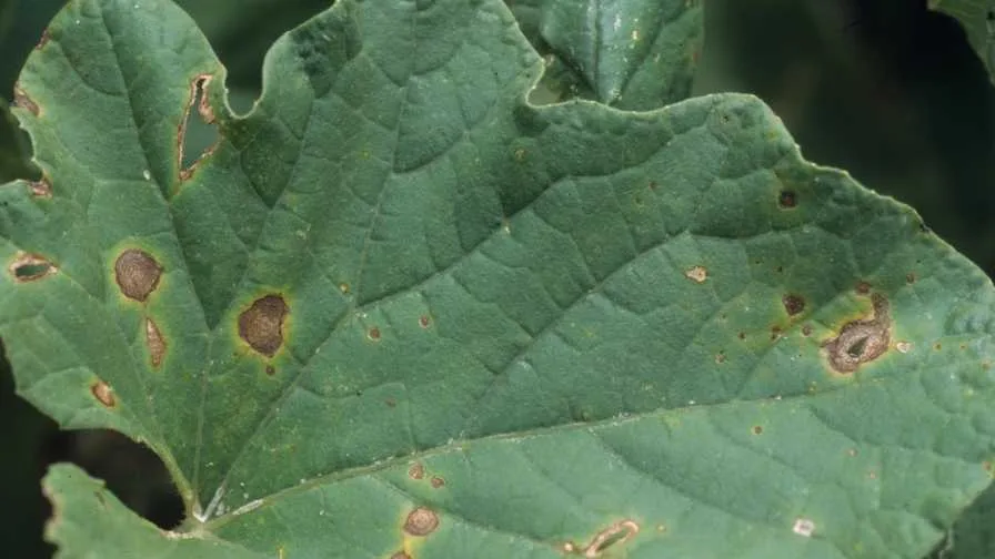 Alternaria leaf spot