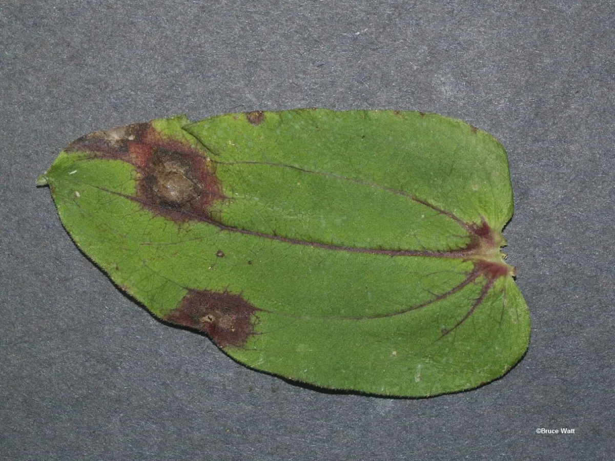 Alternaria zinniae