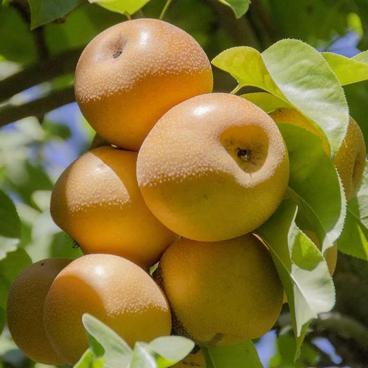 Asian pears
