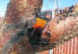 bacterial canker