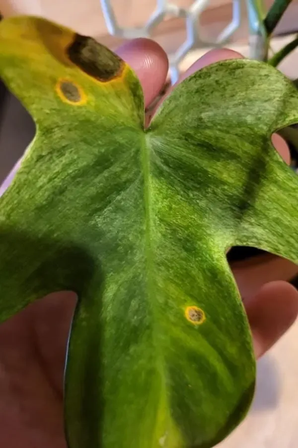 bacterial leaf spot