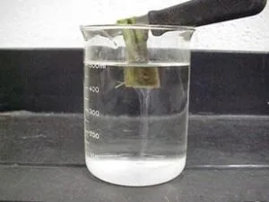bacterial streaming test