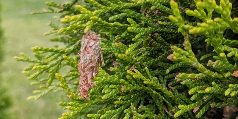 bagworms