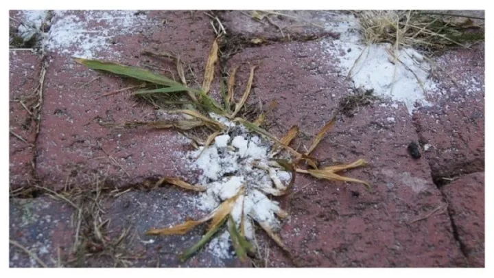 How to Use Baking Soda to Prevent Weeds Naturally