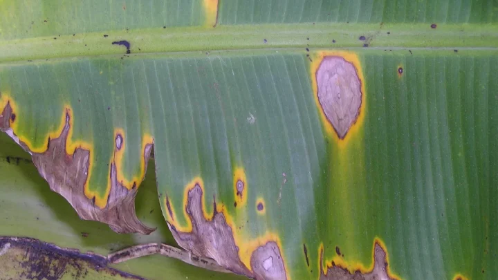 Why Banana Tree Leaves Get Brown Spots & How to Fix Them