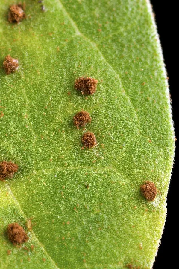 bean rust leaf