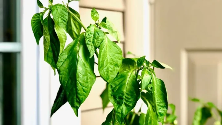 Why Your Bell Pepper Plant Is Wilting and How to Fix It