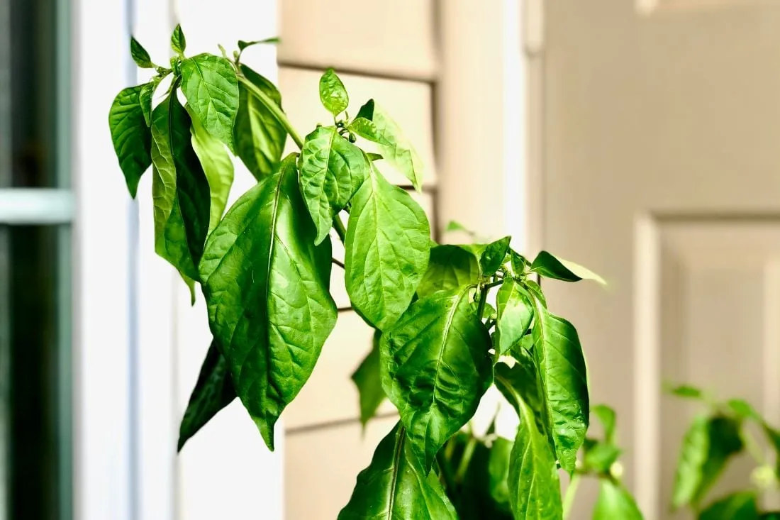 bell pepper plant wilting