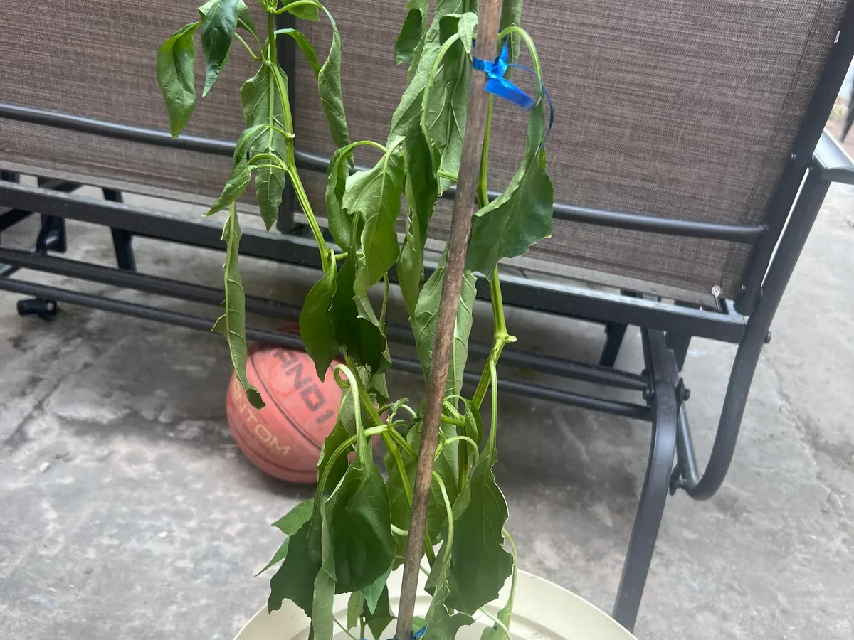 bell pepper plants wilting