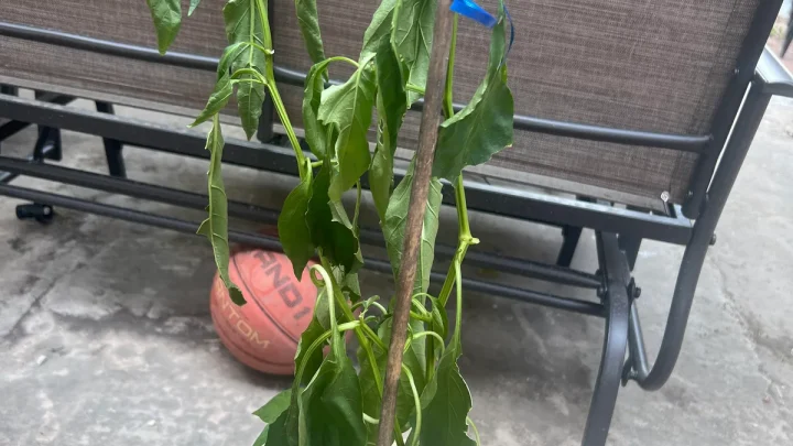 Why Your Bell Pepper Plants Are Wilting & How to Fix It