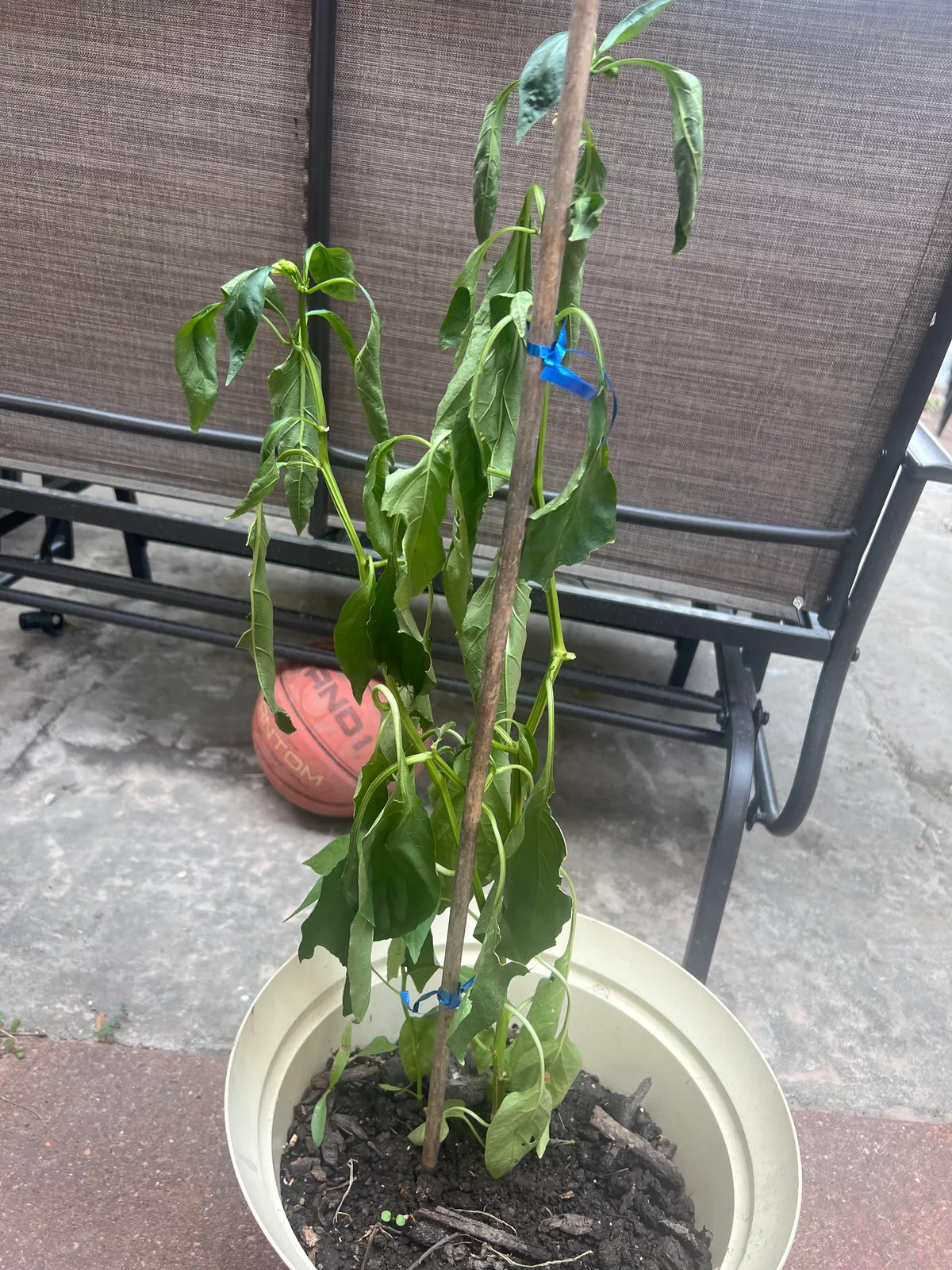 bell pepper plants wilting