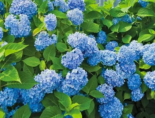 Best Fertilizer for Hydrangeas: The Secret to Huge Blooms