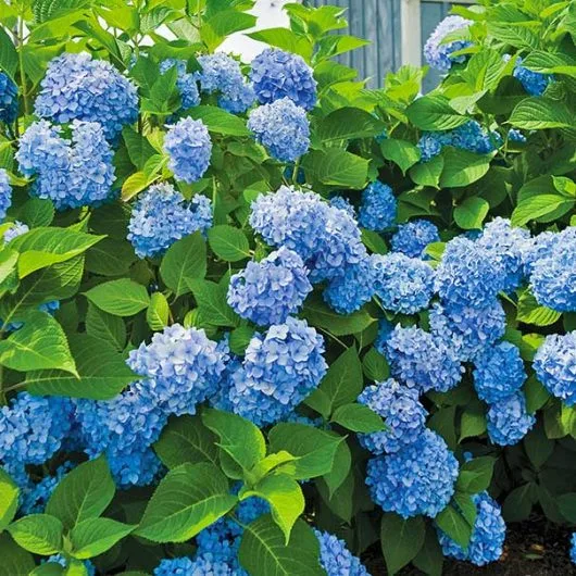 best fertilizer for hydrangea