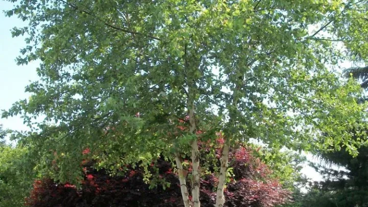 Birch Trees in Front Yards: Beauty, Care & Best Varieties