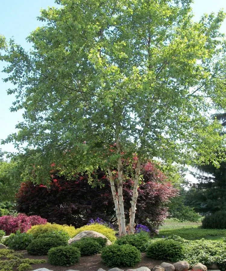birch trees in front yard