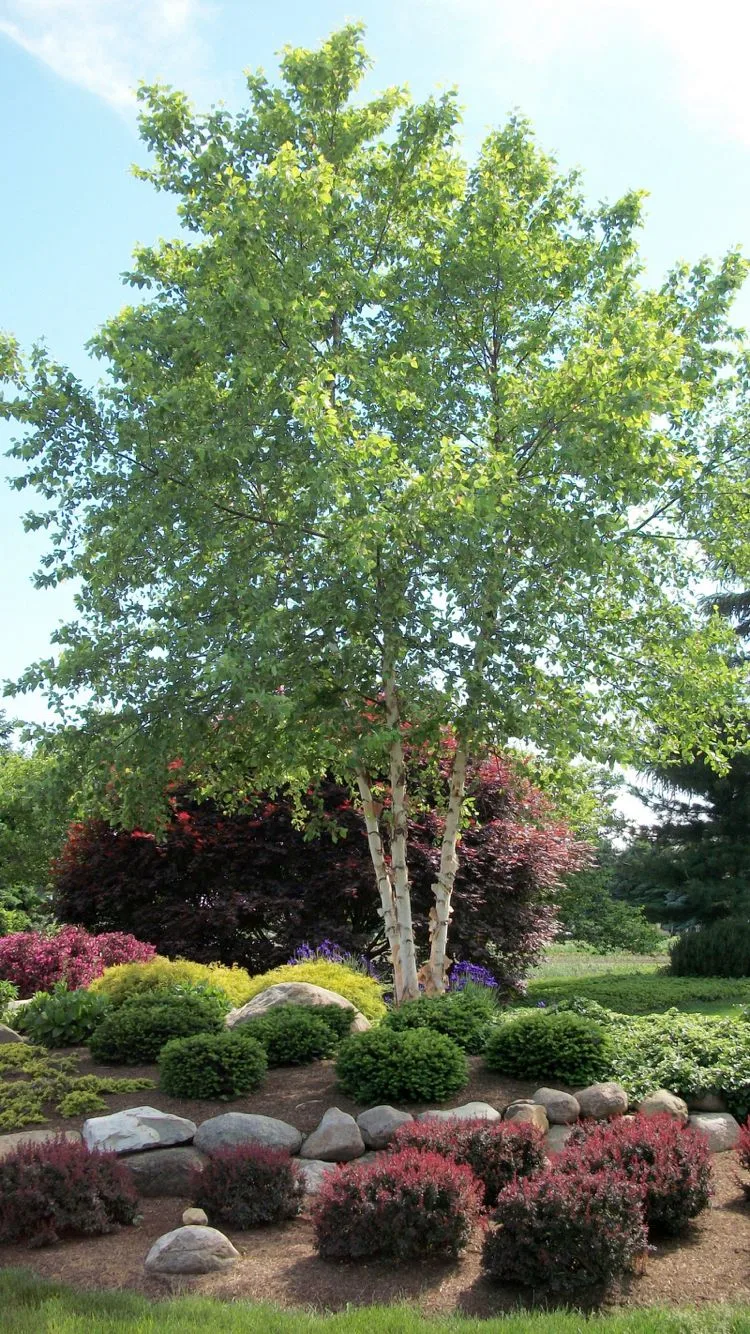 birch trees in front yard