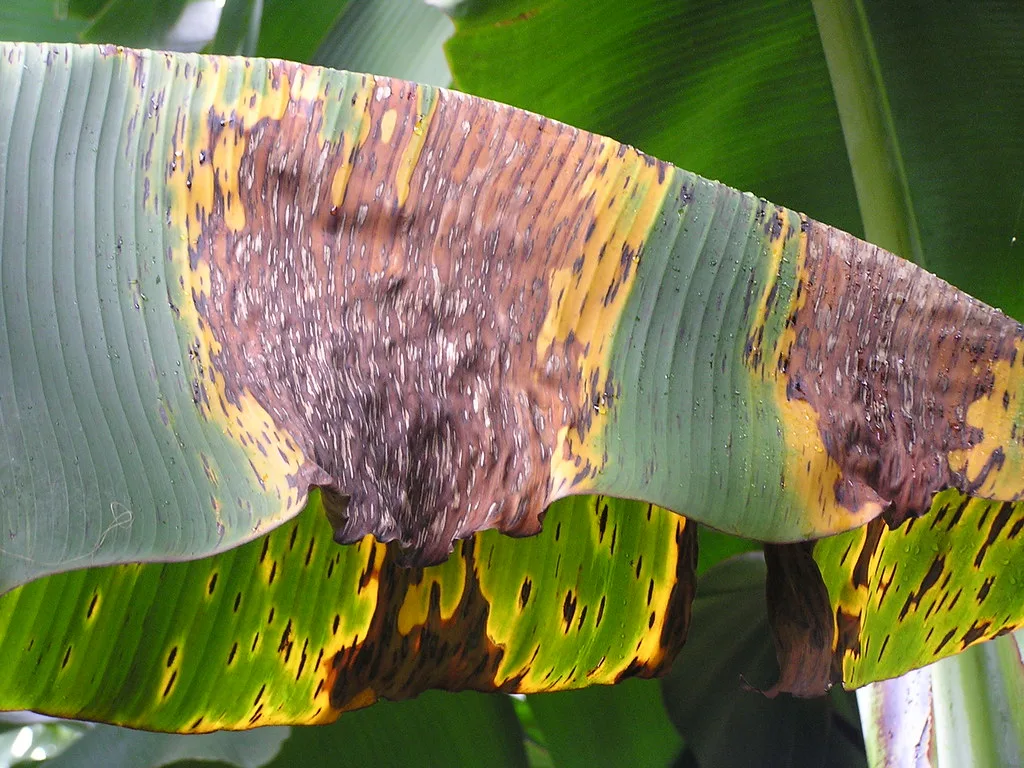 Black Sigatoka pathogen