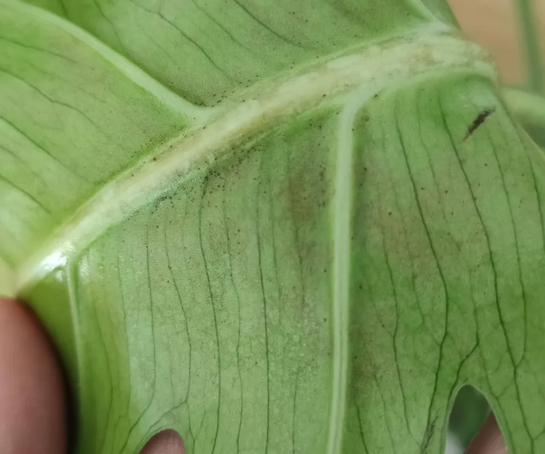black spots on monstera leaves