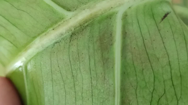 Black Spots on Monstera Leaves: Causes & How to Fix Them