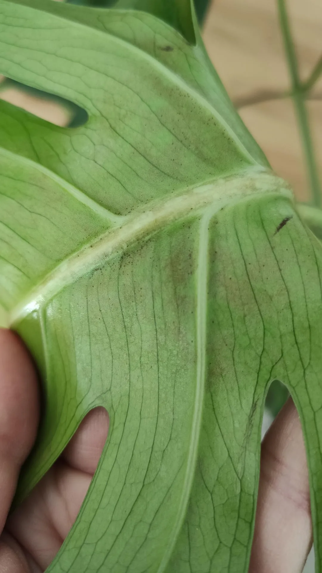 black spots on monstera leaves