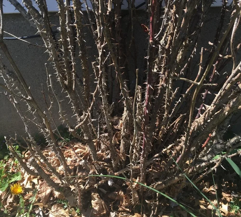 black stems on roses