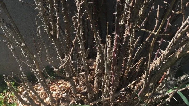 Black Stems on Roses: Causes and How to Save Your Plant