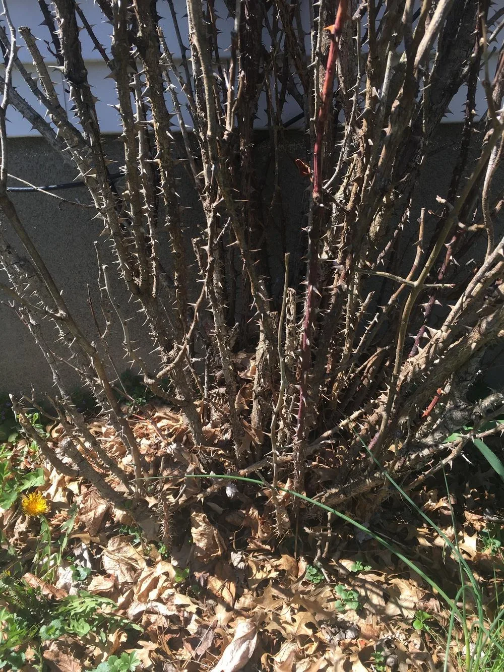 black stems on roses