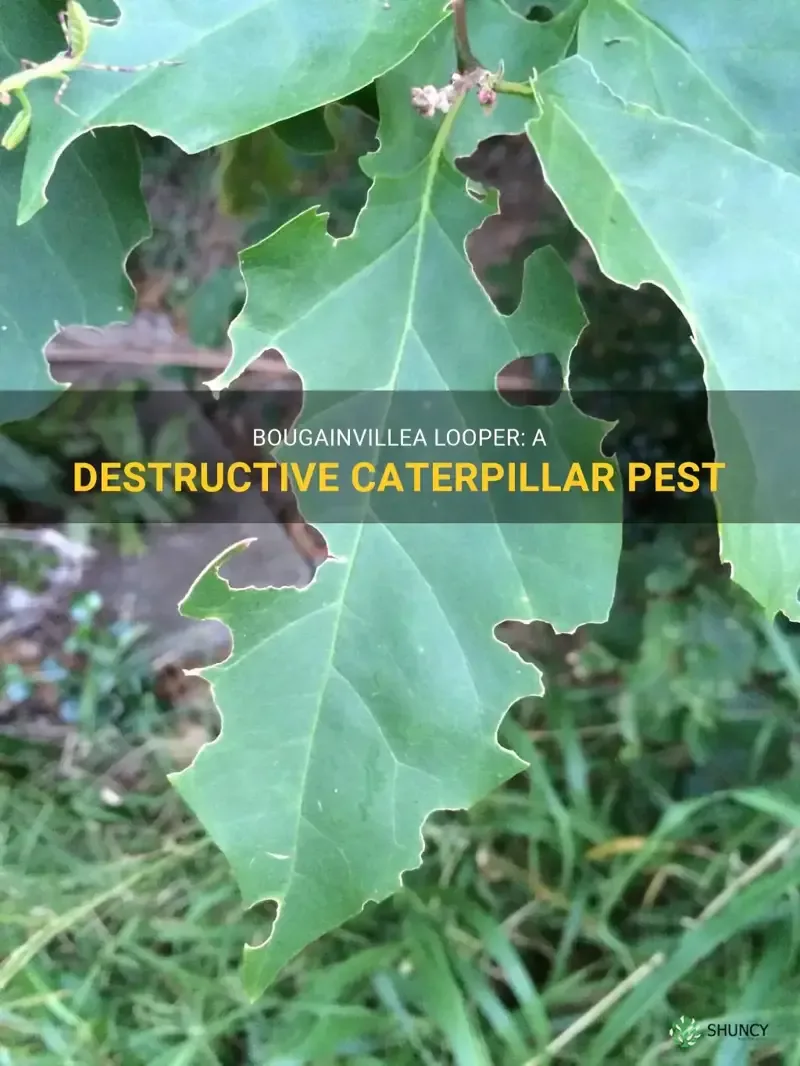 bougainvillea looper caterpillar