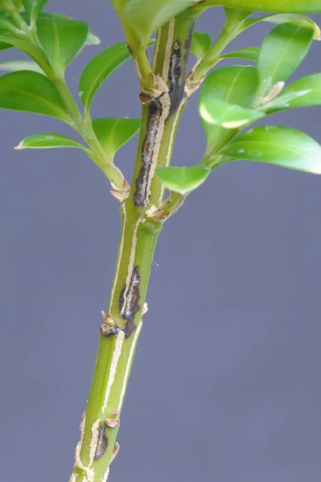 boxwood blight Calonectria pseudonaviculata