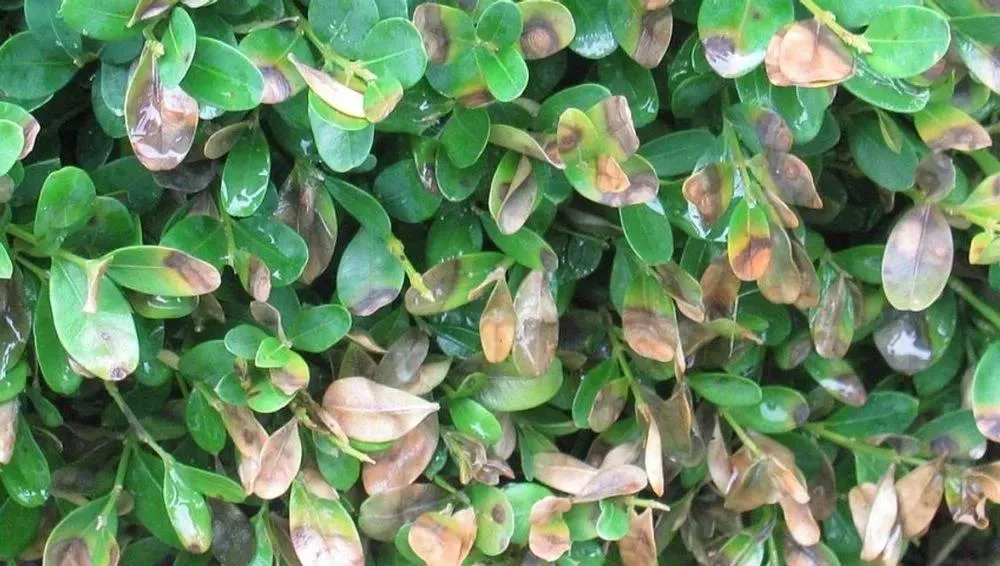 Boxwood blight