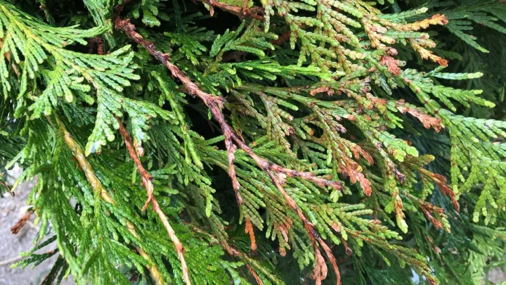 Why Your Arborvitae Has Brown Patches and How to Fix It