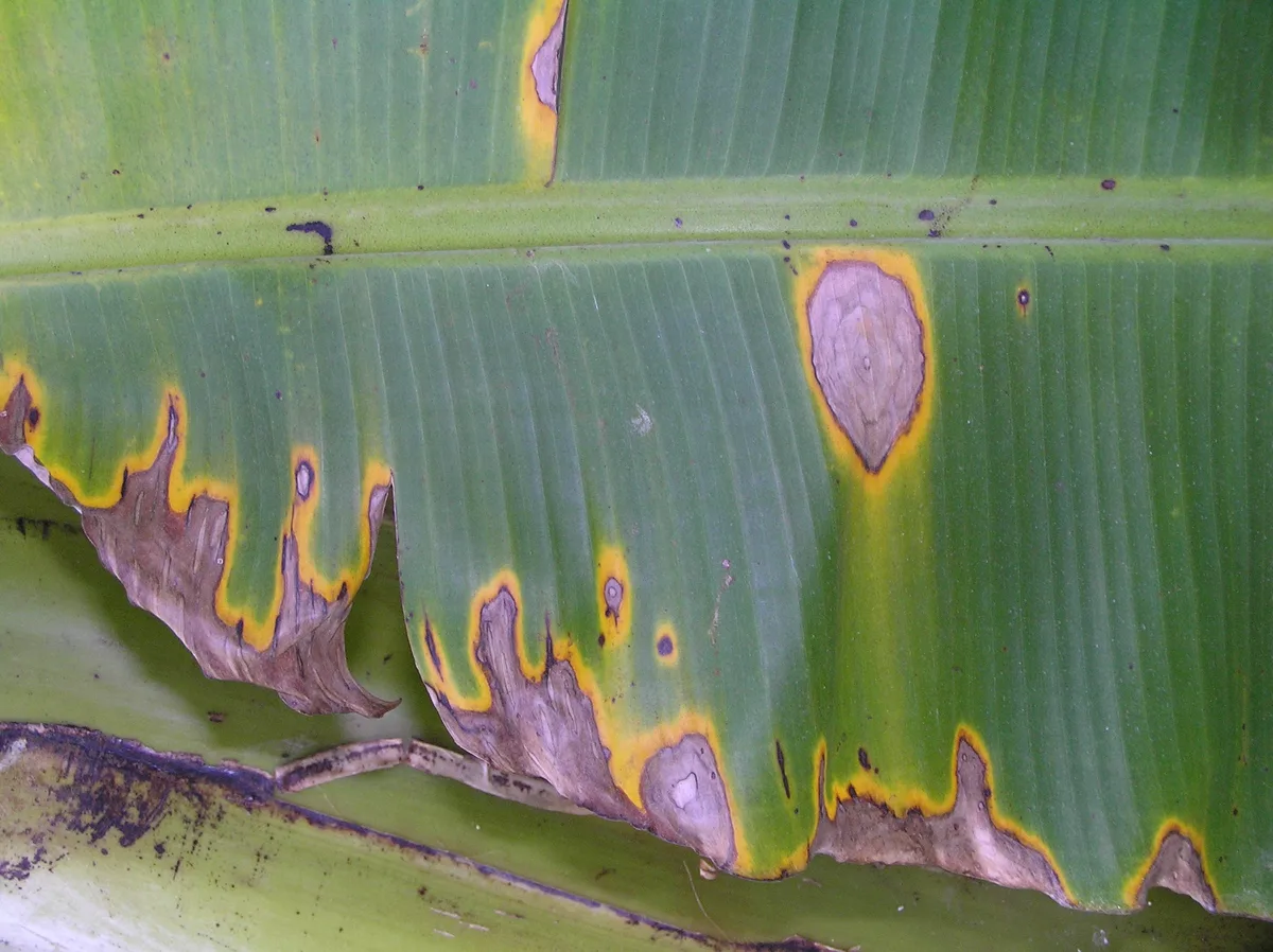 brown spots on banana leaves