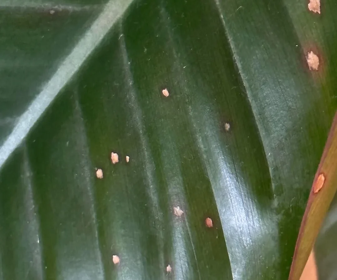 brown spots on heart leaf philodendron