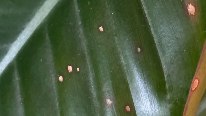 Why Your Heart Leaf Philodendron Has Brown Spots