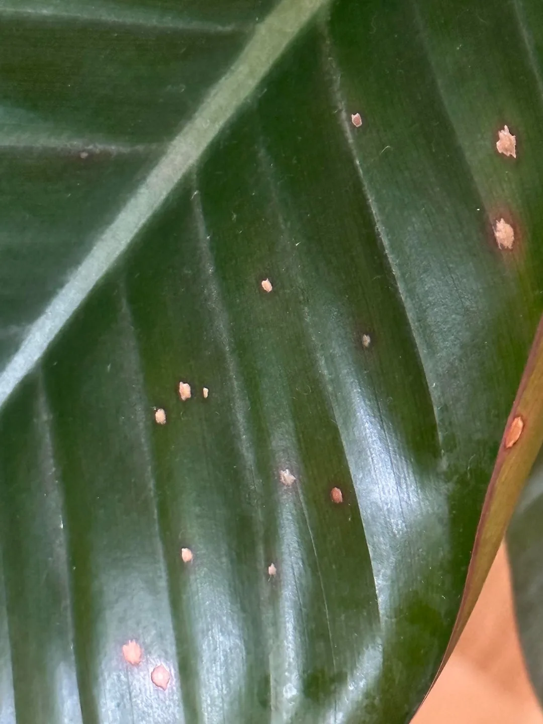 brown spots on heart leaf philodendron