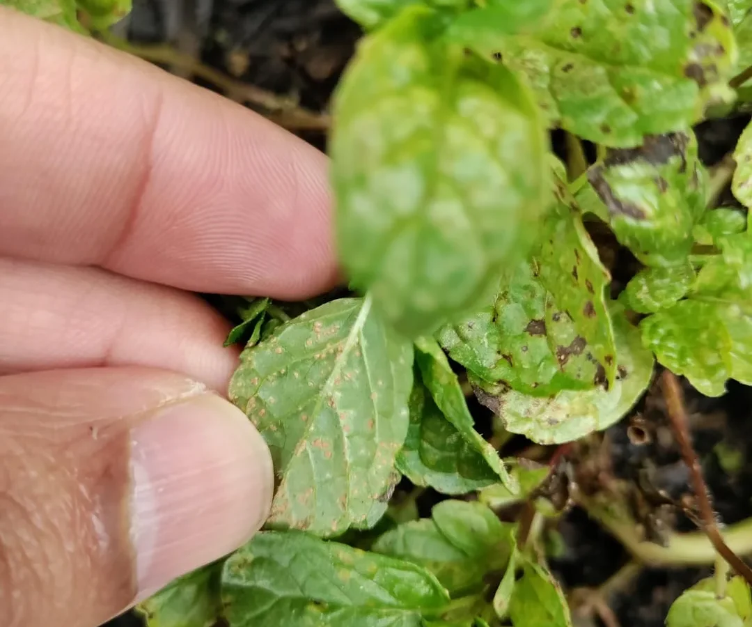 brown spots on mint plant leaves