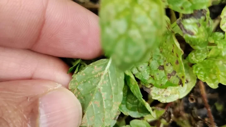 Brown Spots on Mint Leaves: Causes & How to Fix Them