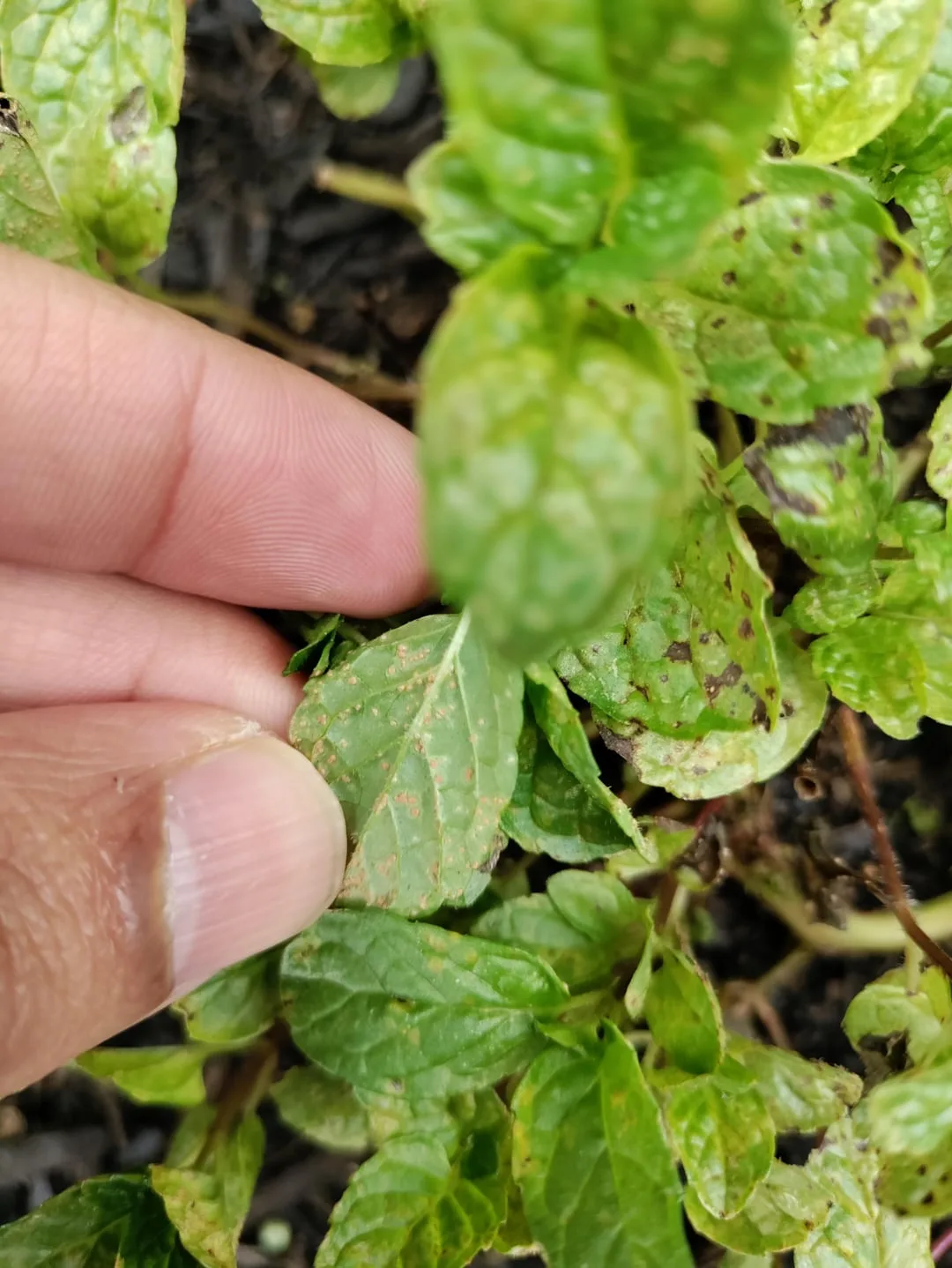brown spots on mint plant leaves