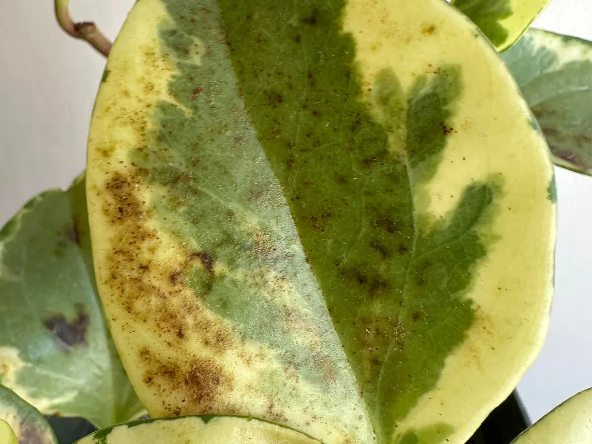 brown spots on peperomia obtusifolia