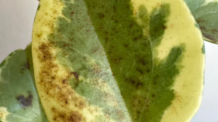 Brown Spots on Peperomia Obtusifolia: Causes and Fixes