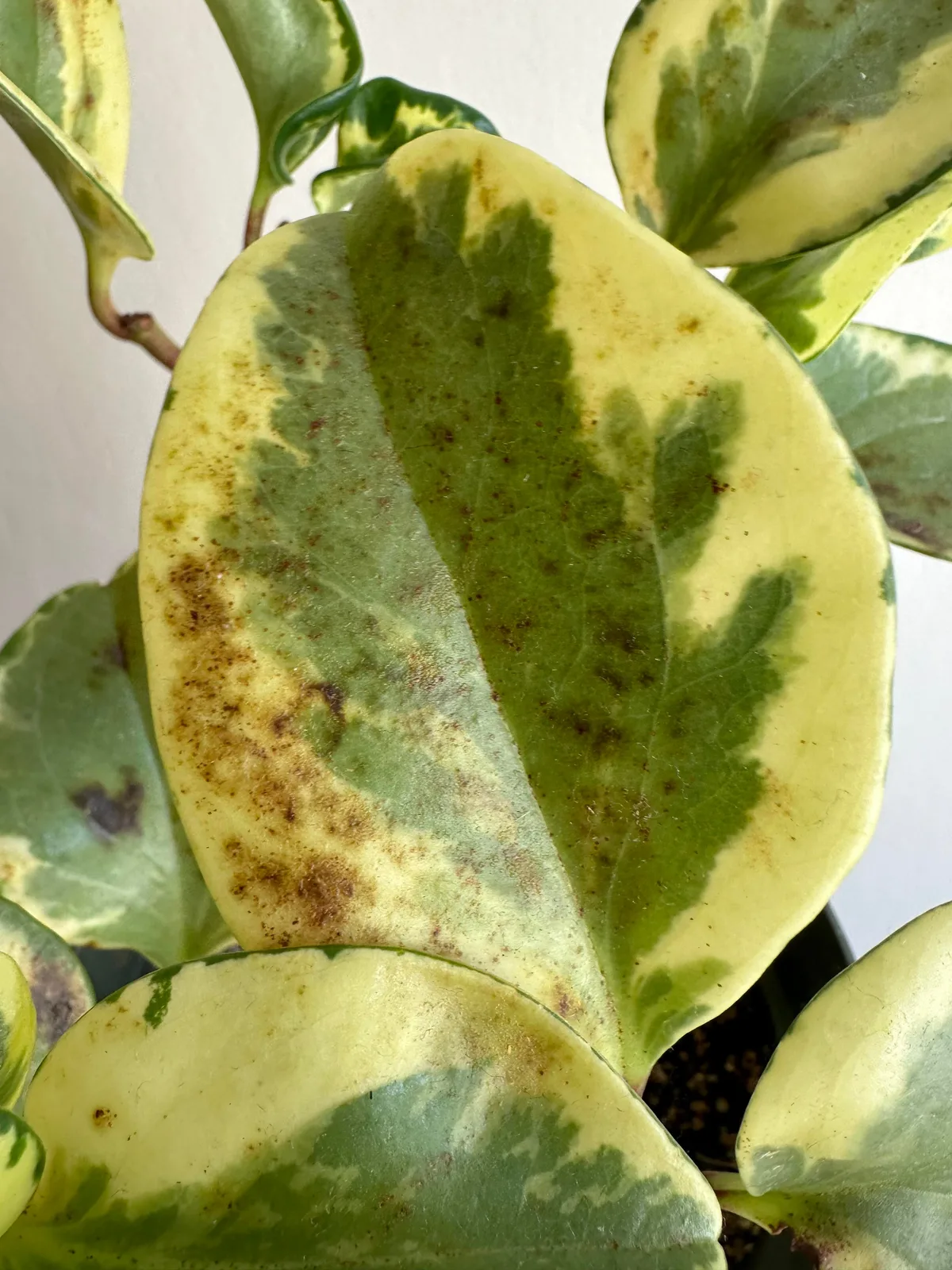 brown spots on peperomia obtusifolia