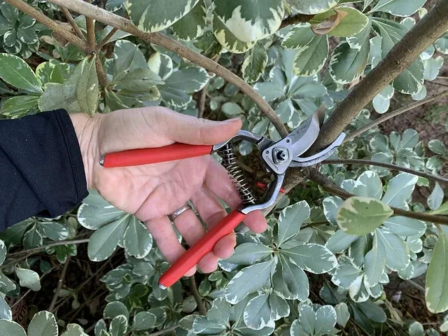 bypass pruners