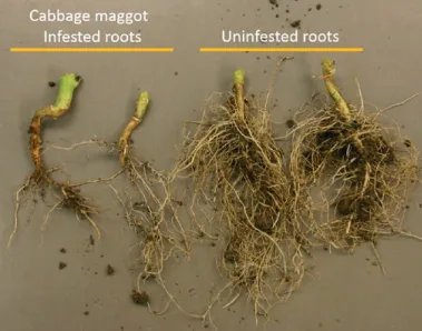 Cabbage Root Maggot
