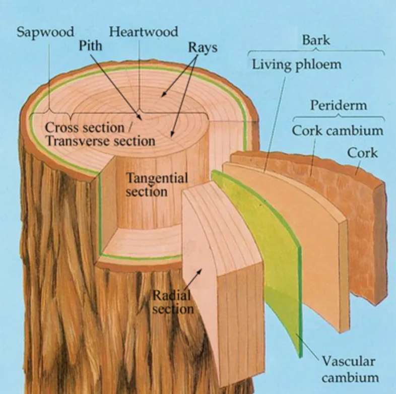 cambium layer