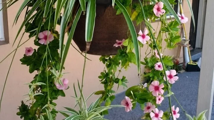 Can I Put My Spider Plant Outside? What You Need to Know
