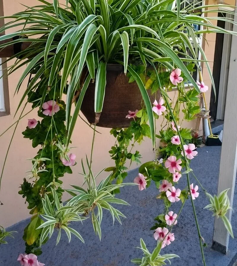 can i put my spider plant outside