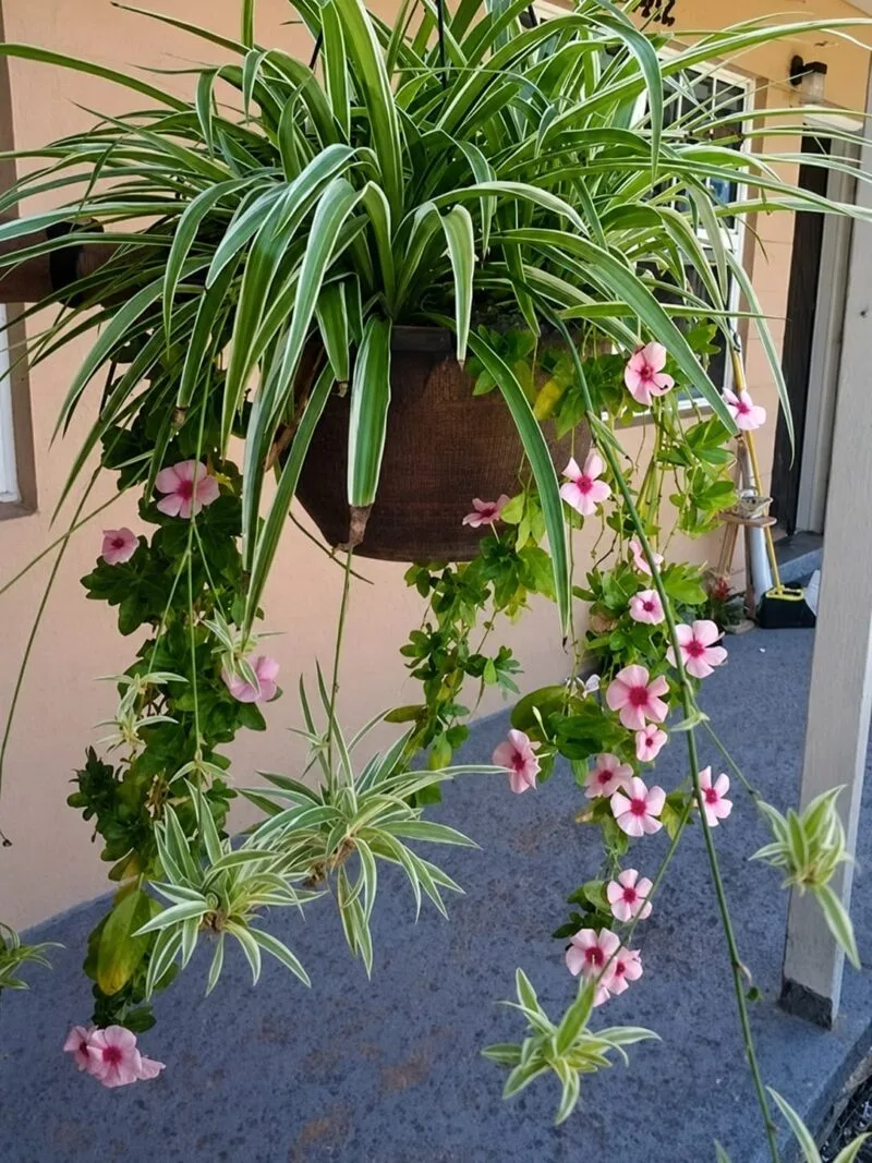 can i put my spider plant outside